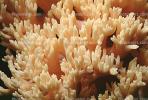 Coral Mushroom, OPMV01P03_19