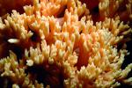 Coral Mushroom, OPMV01P03_19B.2857