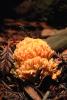 Coral Mushroom, OPMV01P04_01.2857