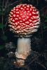Amanita muscaria, fly agaric, fly amanita, psychoactive, Amanitaceae, Soma Mushroom, psyscape, OPMV01P05_06.0574