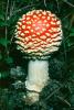 Amanita muscaria, fly agaric, fly amanita, psychoactive, Amanitaceae, Soma Mushroom, psyscape, OPMV01P05_06