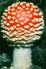 Amanita muscaria, fly agaric, fly amanita, psychoactive, Amanitaceae, Soma Mushroom, psyscape, OPMV01P05_06B