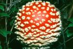 Amanita muscaria, fly agaric, fly amanita, psychoactive, Amanitaceae, Soma Mushroom, psyscape, OPMV01P05_06C
