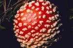 Amanita muscaria, fly agaric, fly amanita, psychoactive, Amanitaceae, Soma Mushroom, psyscape, OPMV01P05_07.2857