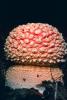 Amanita muscaria, fly agaric, fly amanita, psychoactive, Amanitaceae, Soma Mushroom, psyscape, OPMV01P05_09.0574