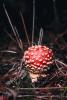 Amanita muscaria, fly agaric, fly amanita, psychoactive, Amanitaceae, Soma Mushroom, psyscape, OPMV01P05_10.0574
