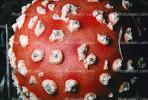 Amanita muscaria, fly agaric, fly amanita, psychoactive, Amanitaceae, Soma Mushroom, psyscape, OPMV01P05_11