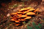 Colony of Mushrooms, OPMV01P06_02.2857