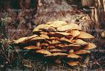Colony of Mushrooms, OPMV01P06_03