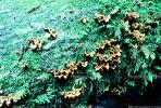 bracket fungus, shelf fungus, tree, Polypore, conk, moss, OPMV01P06_08