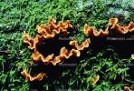 bracket fungus, Polypore, conks, shelf fungus, tree, moss, OPMV01P06_09.0357