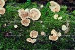 bracket fungus, conks, shelf fungus, tree, moss, Polypore, OPMV01P06_11.0357
