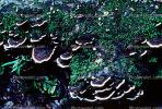 bracket fungus, conks, shelf fungus, tree, Polypore, OPMV01P06_12