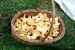 basket full of Chantrelle Mushrooms, OPMV01P08_19