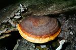 bracket fungus, conks, shelf fungus, tree, Polypore, OPMV01P09_01