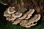 bracket fungus, conks, shelf fungus, tree, Polypore, OPMV01P09_03
