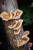 bracket fungus, Lady Bird Johnson Grove, conks, shelf fungus, Polypore, Lady Bird Johnson Grove, OPMV01P10_05