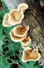 bracket fungus, conks, shelf fungus, Polypore, Lady Bird Johnson Grove, OPMV01P10_06