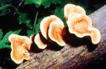 bracket fungus, Lady Bird Johnson Grove, conks, shelf fungus, tree, Polypore, OPMV01P10_07