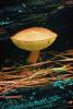 flying saucer mushroom, OPMV01P10_19