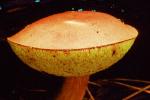 flying saucer mushroom, OPMV01P10_19B
