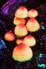 Colorful Umbrella Caps, umbrella shapes, psyscape; psychedelic, OPMV01P11_04B