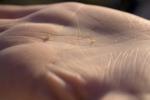 palm, hand, grains of sand, lines, PACD01_030
