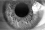 lash, Eyeball, Iris, Lens, Pupil, Eyelash, Cornea, Sclera, PACPCD0662_093