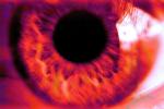 lash, Eyeball, Iris, Lens, Pupil, Eyelash, Cornea, Sclera, PACPCD0662_093B