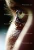 Eyeball, Lens, Eyelash, Cornea, Male, Man, aqueous humor, PACV01P02_10B