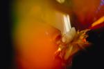 smelling a Gardenia, PACV01P04_01.2672