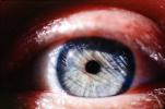 Eyeball, Iris, Lens, Pupil, Eyelash, Cornea, Sclera, Male, Man, PACV01P05_18