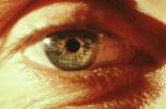 Eyeball, Iris, Lens, Pupil, Eyelash, Cornea, Sclera, Man, Male, PACV01P07_09