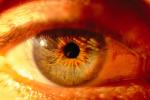 Eyeball, Iris, Lens, Pupil, Eyelash, Cornea, Sclera, Man, Male, PACV01P07_10.0754