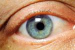 Eyes, Eyelash, skin, Eyeball, Iris, Lens, Pupil, Cornea, Sclera, Man, Male, PACV02P02_07