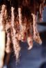braided hair, PACV02P07_05