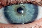 Eyeball, Iris, Lens, Pupil, Cornea, Sclera, Eyelash, aqueous humor, Woman, Female, PACV02P07_18B
