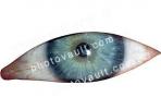 Eyeball, Iris, Lens, Pupil, Cornea, Sclera, photo-object, object, cut-out, cutout, PACV02P07_18F