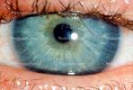 Eyeball, Iris, Lens, Pupil, Cornea, Sclera, Eyelash, aqueous humor, Woman, Female, PACV02P07_19B