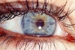 Eyeball, Iris, Lens, Pupil, Cornea, Sclera, Eyelash, aqueous humor, Woman, Female, PACV02P08_04B