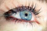 Eyeball, Iris, Lens, Pupil, Cornea, Sclera, Eyelash, aqueous humor, Woman, Female, PACV02P08_07