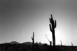 Arizona Landscape, PAF35V04P20_02