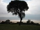Africa, Tree