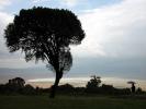 Africa, Tree, PAFD01_055