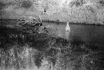 water, pond, lake, reflection, Humboldt County, PAFPCD0664_017