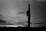 Trick of Fate, how can, Saguaro Cactus, Arizona