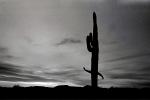 Saguaro Cactus, Arizona, PAFPCD3344_077C