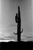 Perhaps Support, Saguaro Cactus, Arizona