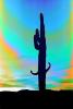 Saguaro Cactus, Arizona, psyscape, PAFPCD3344_078B