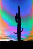 Saguaro Cactus, Arizona, psyscape, PAFPCD3344_078C